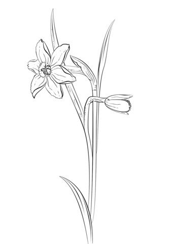 Daffodil Flower Coloring Page